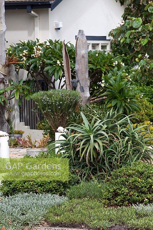 A garden with a dense planting of ground covers with an Aloe with spines and flowering Frangipani and a clipped rosemary featuring a wharf timber totem pole sculpture.