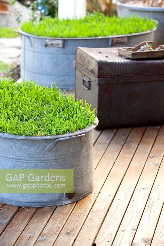Two retro galvanised tin washing tubs planted with buffalo grass as a lawn substitute siiting on a timber verandah with an old rusty metal streamer trunk. 
