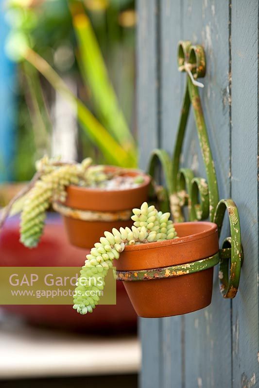 Two terracotta pots in a retro metal pot holder attached to a timber door planted with Sedum morganianum, Donkey's Tails.