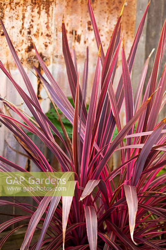 A Cordyline banksii Electric Pink, with strappy two toned pink leaves.
