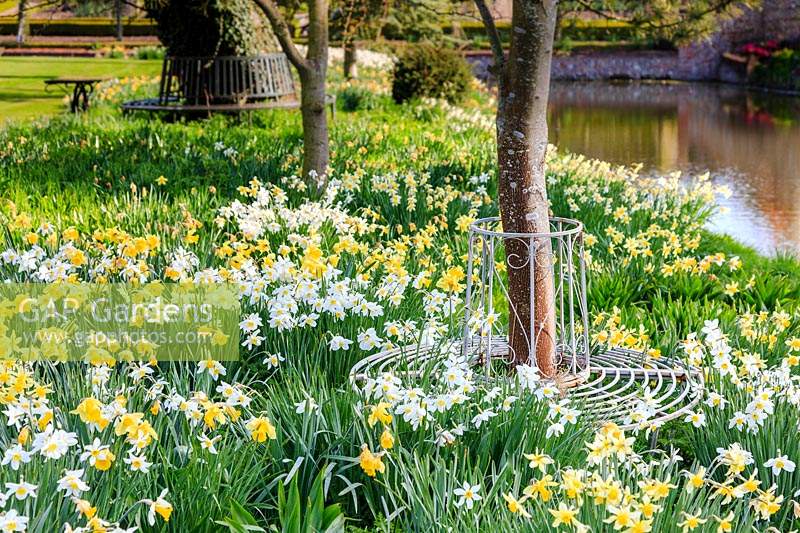 Two circular metal seats around trees, underplanted with various narcissus 'daffodils' in the foreground, including Narcissus lobularis and N. 'Jack Snipe'. Lake 'moat' to the right.