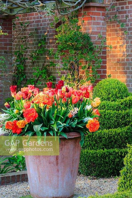 Large terracotta pot of assorted brightly coloured tulips, in walled courtyard including peony-flowered and triumph types. Topiary box 'Buxus sempervirens' behind. The Old Vicarage, East Ruston, Norfolk, UK.