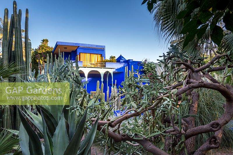 Le Jardin Majorelle, Majorelle Garden, Marrakech. In the early morning sunlight, with its iconic blue and yellow building, surrounded by a forest of cactii and succulents. The garden was originally created by Jacques Majorelle in the 1930s and famously renovated and replanted by Yves St Laurent in the 1980s.
