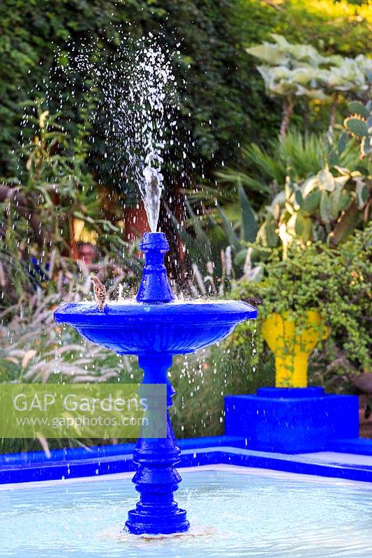 Blue painted fountain with sparrow drinking, Le Jardin Majorelle, Majorelle Garden, Marrakech.
