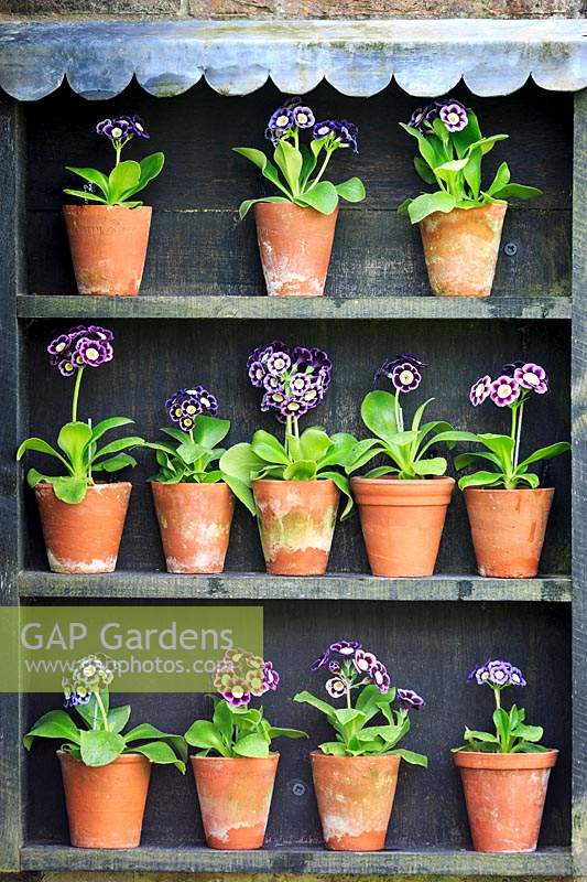 Auricula theatre. Auriculas include Primula auricula 'Eve Guest', 'Avril Hunter', 'Blue Yodeler'. Middle Row: 'Miss Newman', 'Susan', 'Ice Maiden', 'Joyce', 'Adrian', Bottom row: 'Avril Hunter', 'Millicent', 'Lara', 'Dilly Dilly'.