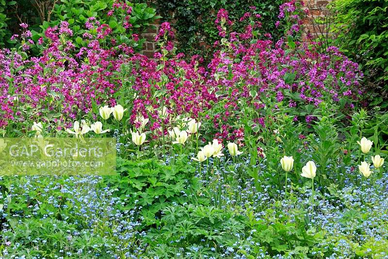 View of spring border featuring Lunaria annua - honesty , Myosotis - forget-me-not and Tulipa 'Spring Green'.