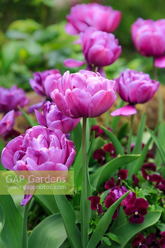 Tulipa 'Blue Diamond' with purple violas.