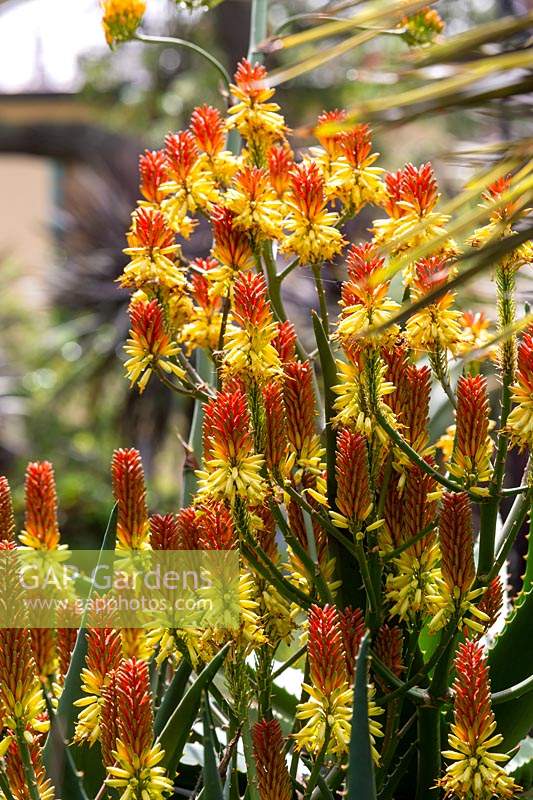 Unknown species of Aloe in full flower with multiple yellow and orange flower heads.