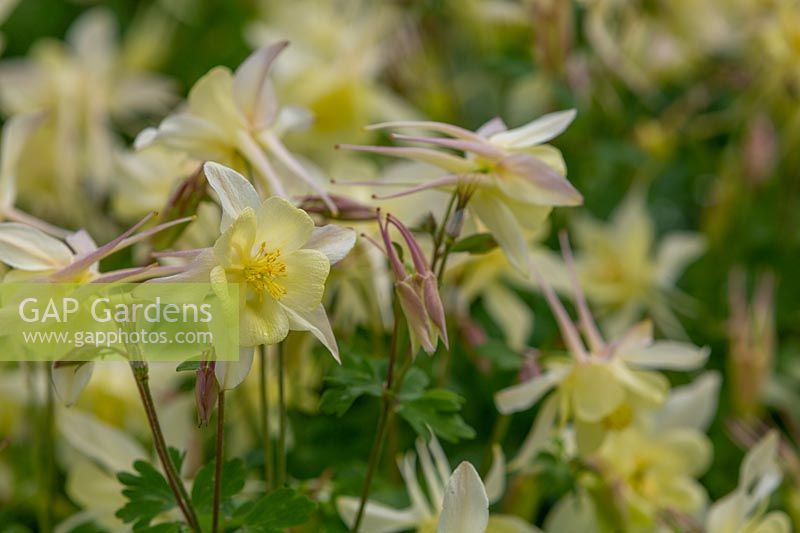 Mass planting of Aquilegia, Goldfinch with pale lemon yellow flowers.