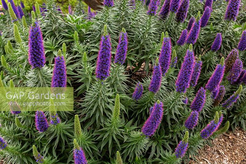 Pride of maderia, Echium fastuosum 'Candicans', with masses of  spires covered in purple flowers with pink stamens.