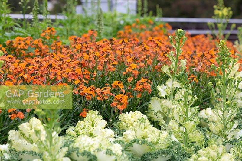 Orange flowered Erysium in a layered planting. Wallflowers with two toned Ornamental Kale.