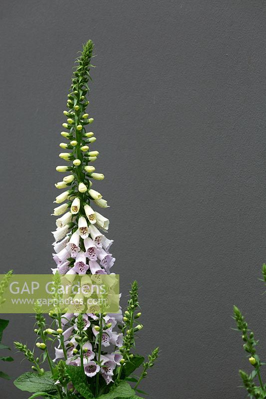 Foxgloves, Digitalis purpurea 'Camelot Mix', with pale pink and cream coloured flowers growing against a grey painted wall.