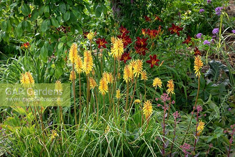Kniphofia 'Rich Echoes' AGM - Red-hot poker - in front of Hemerocallis 'Stafford' AGM - Daylily.