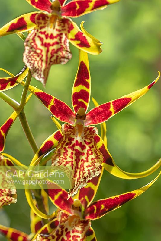 Brascidostele Gilded Tower 'Mystik Maze' spider orchid.