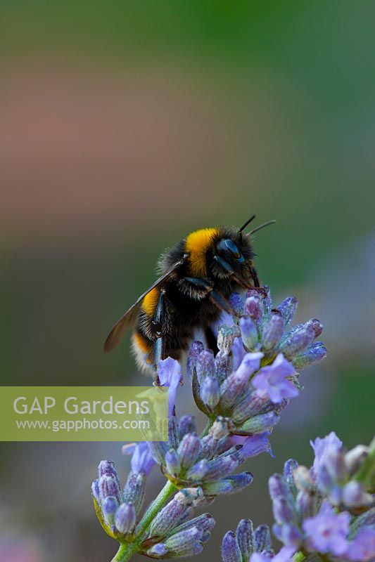 Buff-tailed bumblebee Bumbus terrestris male feeding on English lavender 'Lavandula angustifolia'. 