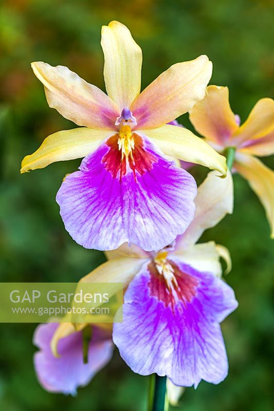Miltonia 'Sunset' - Pansy Orchid
