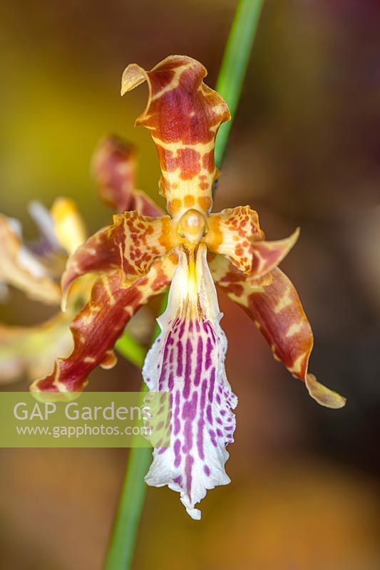 Oncidium gayii - dancing lady orchid.