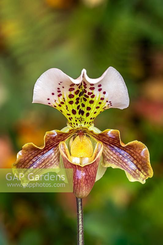 Paphiopedilum 'Freckles' slipper orchid.