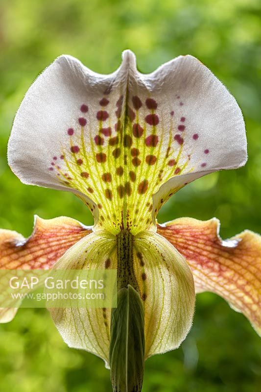 Paphiopedilum 'Freckles' - Slipper Orchid