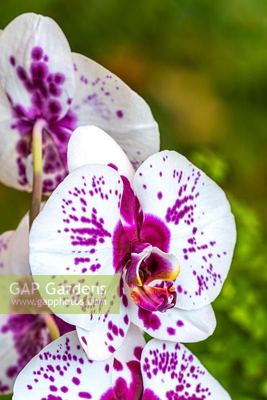 Phalaenopsis 'Big Star' - Moth Orchid