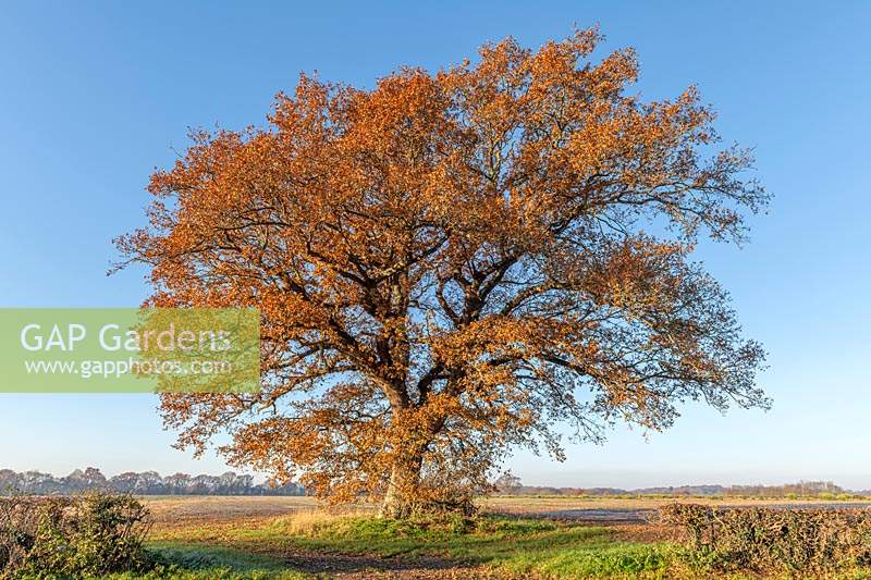 Quercus robur - Common English Oak  - specimen tree in countryside against blue sky