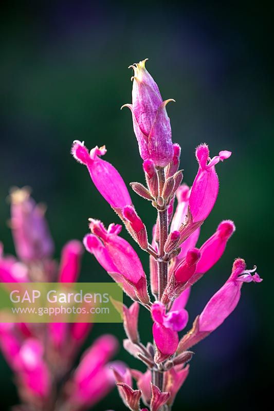 Salvia involucrata 'Boutin' AGM - Rosy-leaf Sage