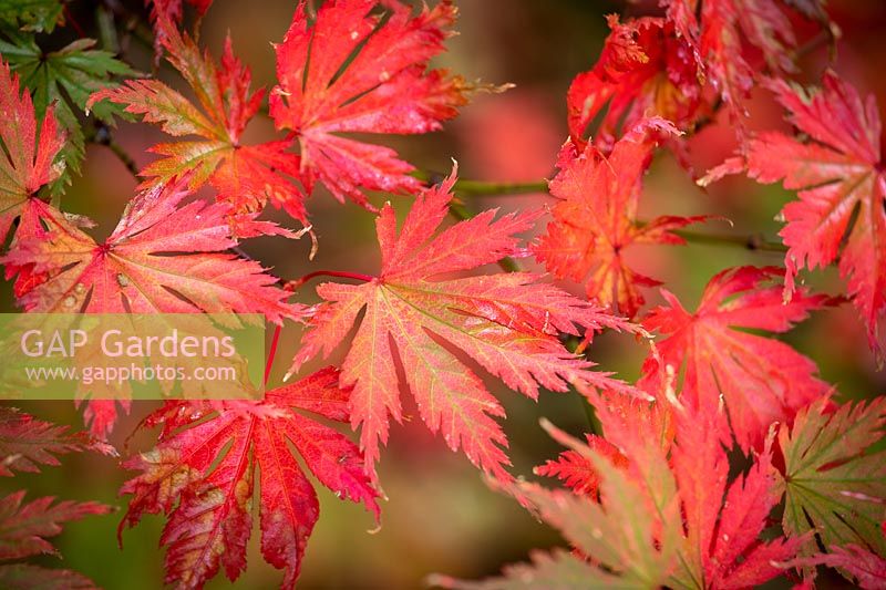 Acer palmatum 'Beni-schichi-henge' - Marginatum Group - Japanese Maple