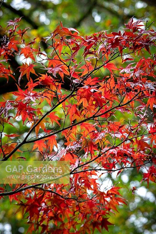 Acer palmatum 'Bloodgood' AGM - Japanese maple
