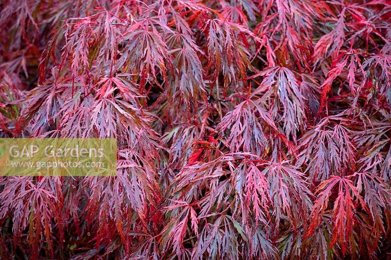 Acer palmatum 'Crimson Queen' AGM - Dissectum group - Japanese maple