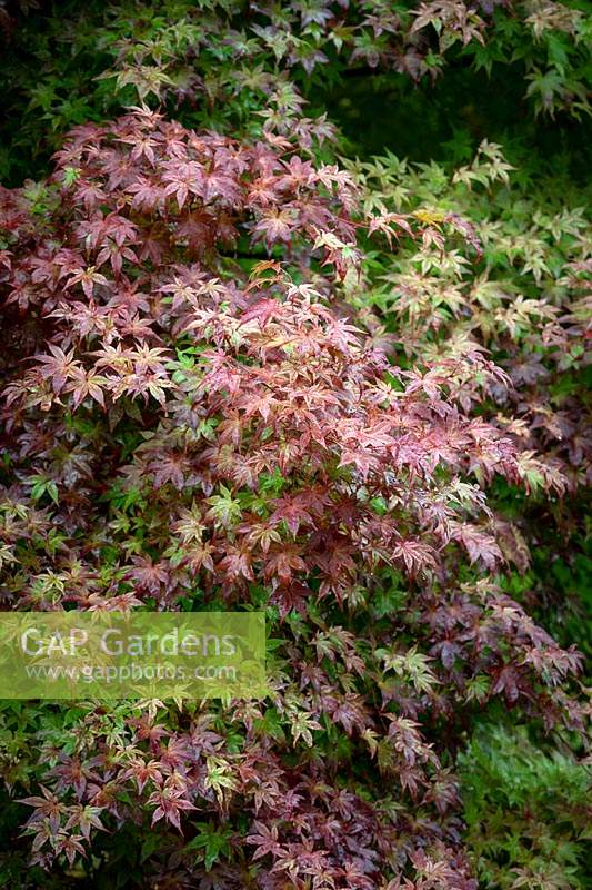 A08 Acer palmatum 'Deshojo' - Corallinum Group - Japanese maple