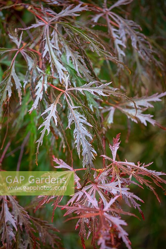 Acer palmatum 'Garnet' AGM - Dissectum group - Japanese maple