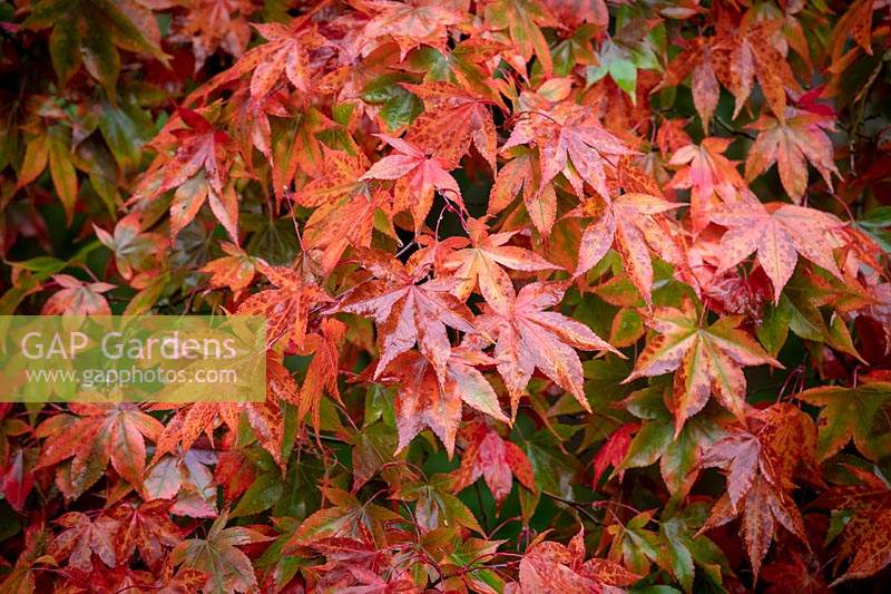 Acer palmatum'Osakazuki' AGM - Japanese maple
