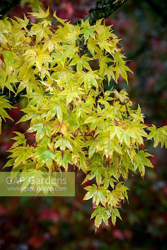 Acer palmatum 'Sango-kaku' AGM syn. Acer palmatum 'Senkaki' - Coral-bark maple