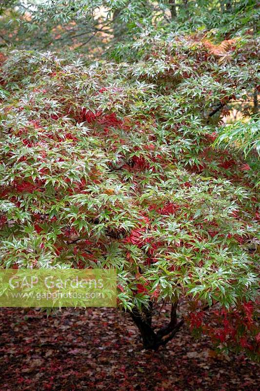 Acer palmatum 'Shaina' - Japanese maple
