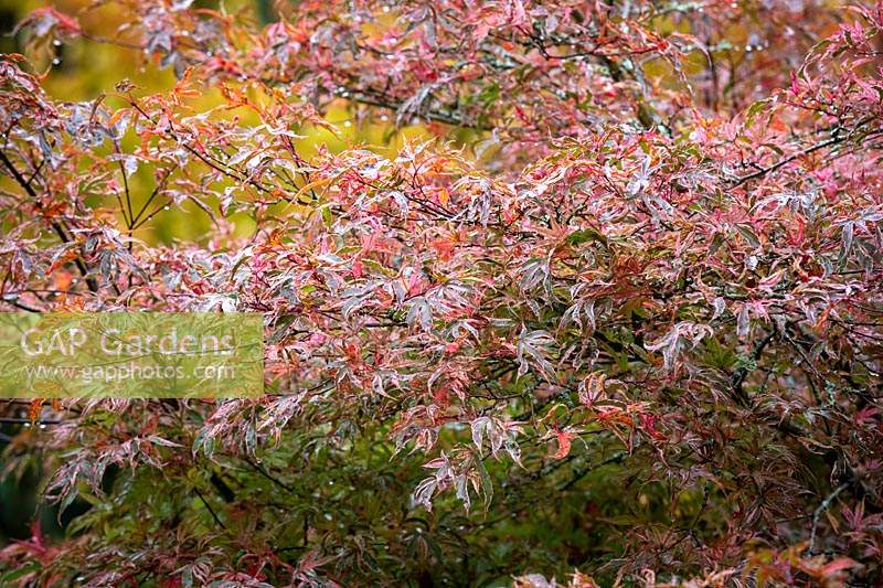 Acer palmatum 'Shirazz' - Japanese maple