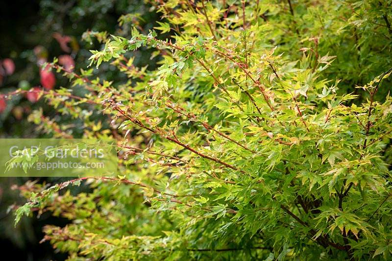 Acer palmatum 'Winter Flame' - Japanese maple