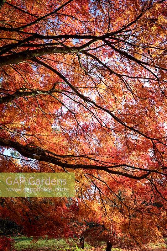 Acer palmatum 'Seiryu' AGM - Japanese maple