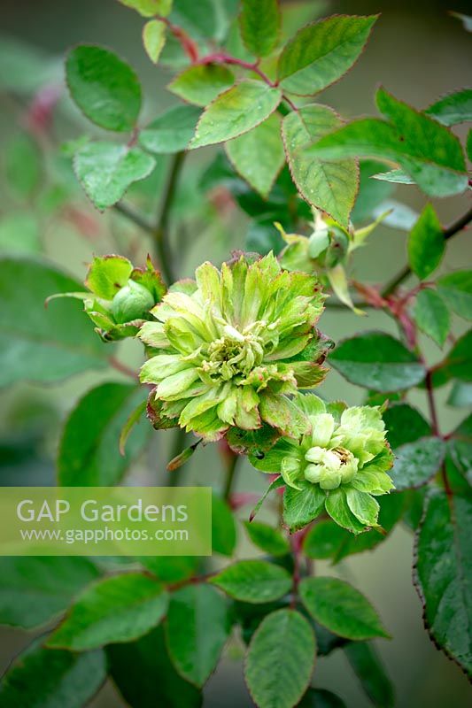 Rosa x odorata 'Viridiflora'. Green rose