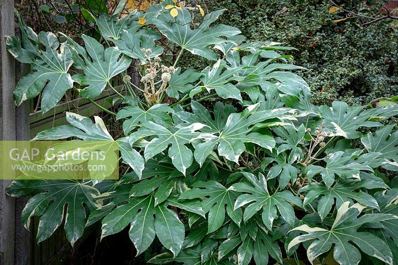 Fatsia japonica 'Variegata' syn. Aralia sieboldii var. variegata growing in a shady corner.