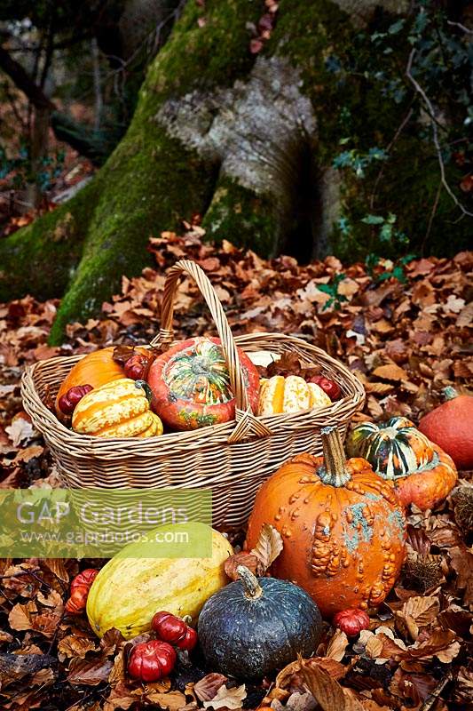 Selection of pumpkins and gourds in woodland with fallen leaves and wicker basket.
