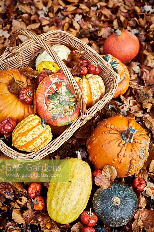 Selection of pumpkins and gours in woodland with fallen leaves and wicker basket