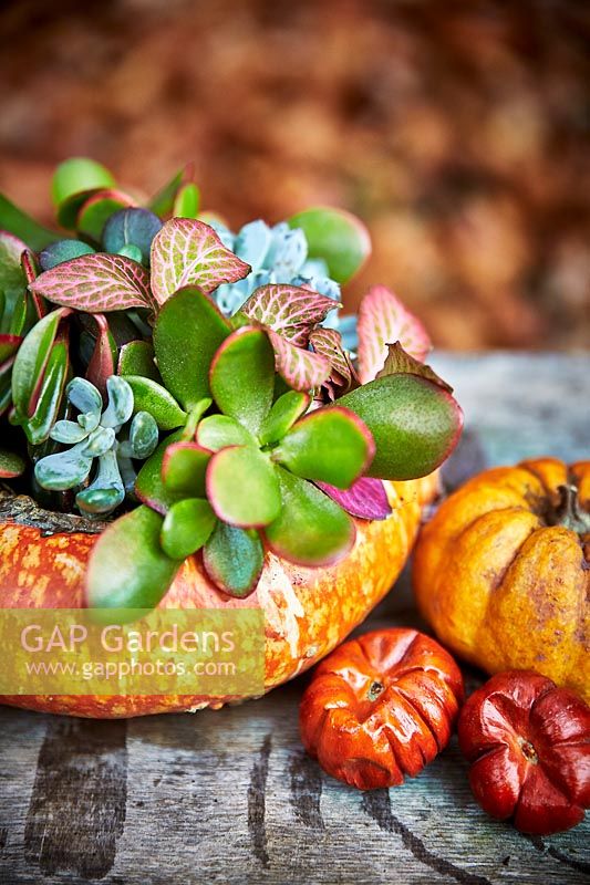 Small wooden table and fallen leaves with display of gourds and pumpkins including a pumpkin planted with succulents