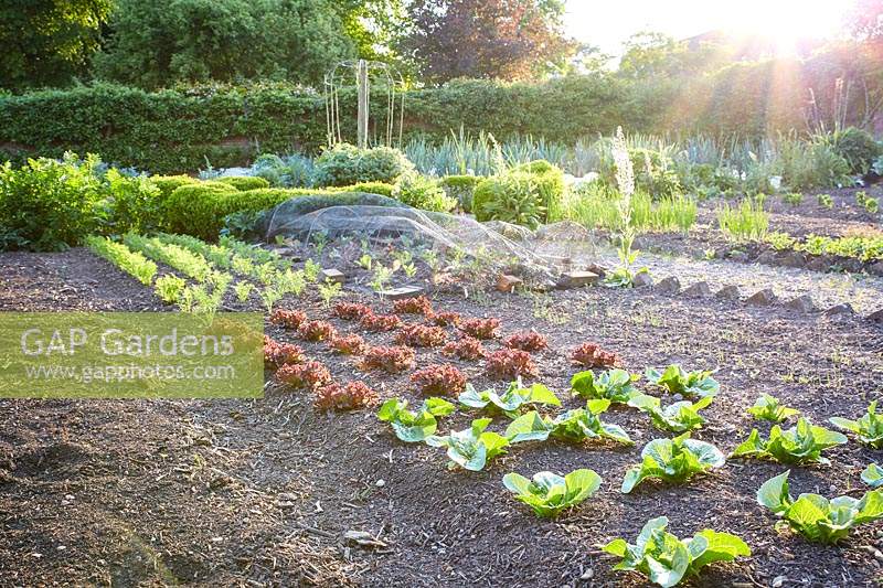 Walled garden with vegetables - different types of lettuces.