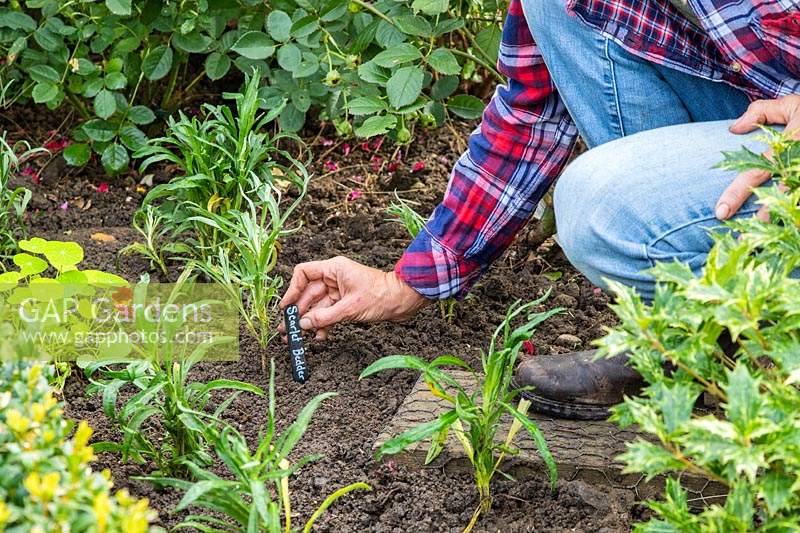 Woman adding label to newly planted Wallflowers in border in Autumn.