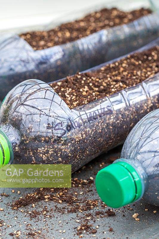 Newly sown seeds in recycled bottles, labelled with marker pen.