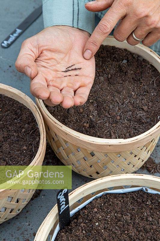 Woman sowing Mustard seeds in basket for growing inside greenhouse in Autumn.