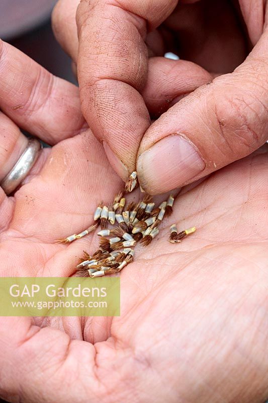 Woman carefully picking individual seed for sowing - Cornflower.