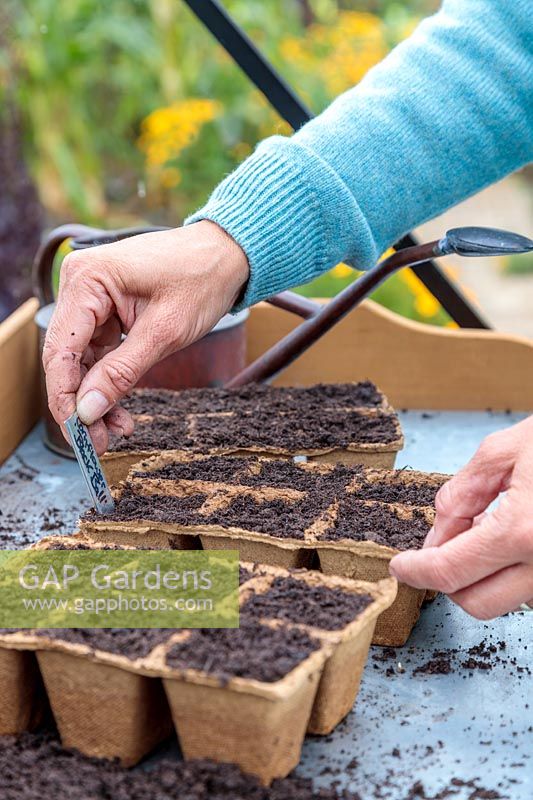 Woman adding label tray with newly sown seeds in bio degradable pots