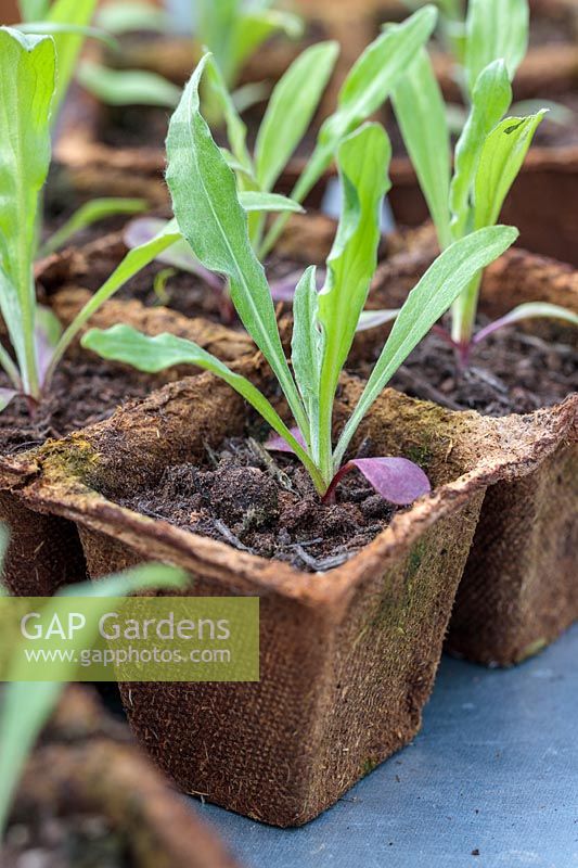 Cornflower seedlings in biodegrable pots