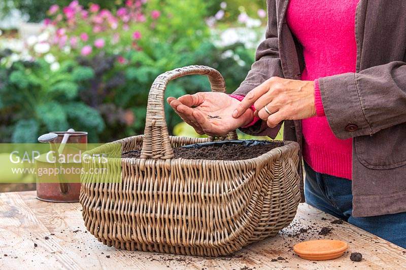 Woman sowing Mizuna seeds in wicker basket.